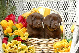 Spring Puppies