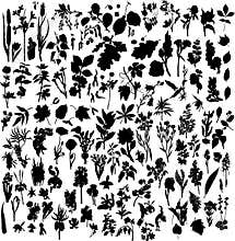 Plants and flowers