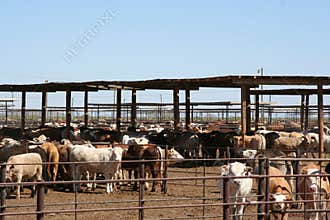 Cattle feedlot