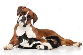 Cat and dog together
