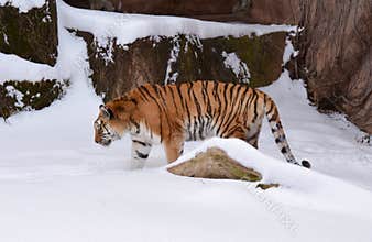 Siberian Tiger