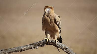 Tawny eagle