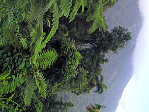 Rainforest