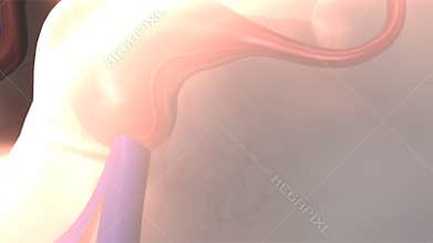 Female reproductive system