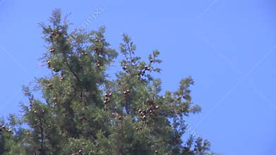 Pine Tree Top 01