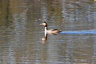A great grebe, Podiceps cristatus, swimming in the calm waters of a lakeb
