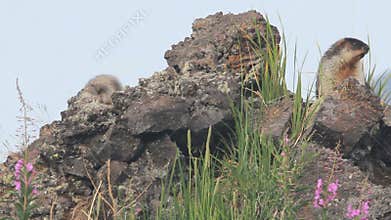 Marmot in the Alps