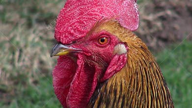 Roosters, Poultry, Chickens, Game Birds, Animals