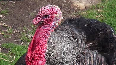 Turkey, Thanksgiving, Poultry, Game Birds, Animals