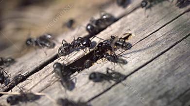 Macro photography of large black ants crawling on cracked wooden log