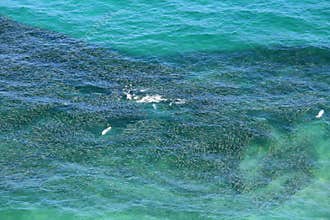 Aerial view of a school of bait fish
