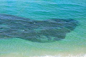 Aerial view of a school of bait fish