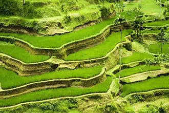 Rice terrace in Bali