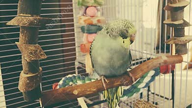 Budgie on swing