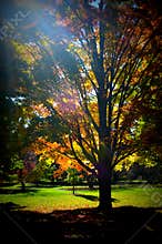 Fall Trees