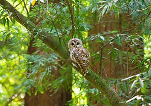 Northern Spotted Owl