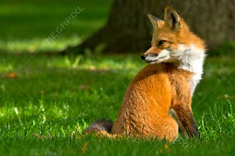 Red Fox - Vulpes vulpes