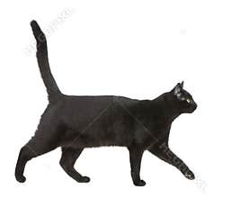 Black cat