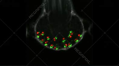 Zebrafish Lateral Line Hair Cell Ribbon Synapse Confocal