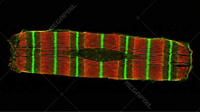 Cardiac Sarcomere Titin Z-Disc Organization Confocal Cardiomyocyte