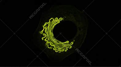 Golgi Apparatus Ribbon Structure Immunofluorescence Confocal