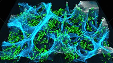 Biofilm Extracellular Matrix Polysaccharide Staining Confocal