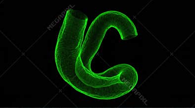 Embryonic Heart Tube Looping Confocal 3D Reconstruction Chick