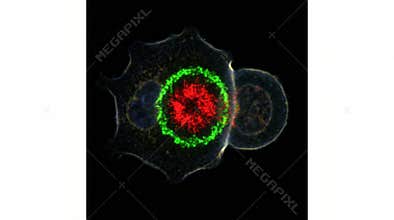 Immune Synapse Formation T Cell Dendritic Cell Interface