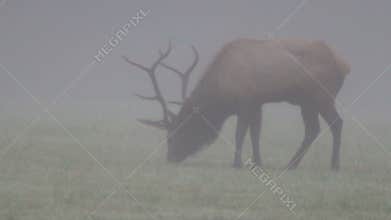 Trophy-class Bull Elk