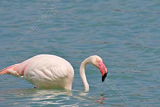Flamingo foraging in a salt pan
