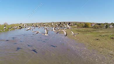 Geese flock in flight