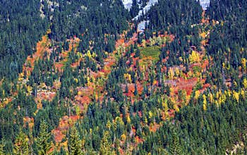 Fall Colors Mountain Sides Forest Stevens Pass Washington