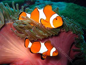 Clown Fish