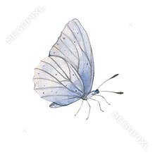 Delicate blue watercolor butterfly isolated on white background, hand-drawn ethereal insect illustration perfect for
