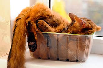 Cute cat in a box