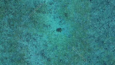 Sea turtle swimming clear blue water by sandy beach. Best aerial view drone