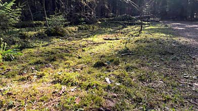 Sunlit forest path with moss and scattered branches. A quiet