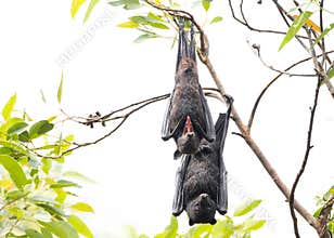 Two black flying foxes hanging from a tree with one yawning and showing its tongue.