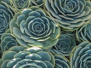 Succulents