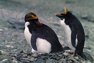Macaroni Penguins
