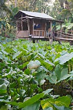 A wooden house in the middle of a lake where the water level is receding and various aquatic plants are beginning to grow