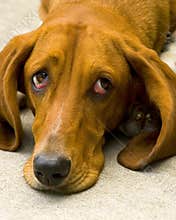 Sad dog