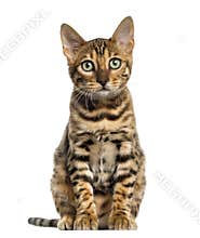 Young Bengal cat sitting (5 months old), isolated