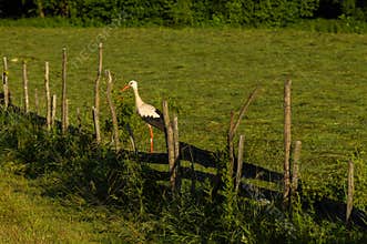 A stork (Ciconia ciconia) stands on a rustic wooden fence in a sunlit field in Bucovina, Romania.