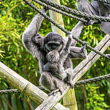 Family of Silvery gibbon, Hylobates moloch in a German park