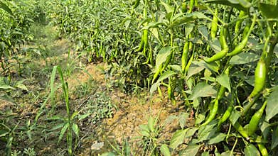 Chili Rows With Irrigation Drain Ditch In Bangladesh
