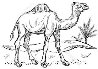 Camel
