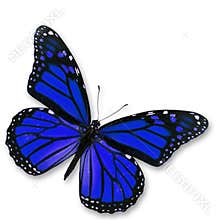 Blue Butterfly