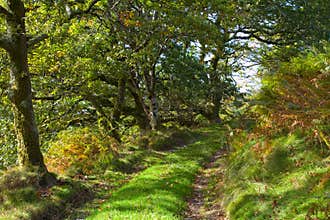 Country lane
