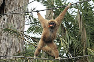 White-handed gibbon